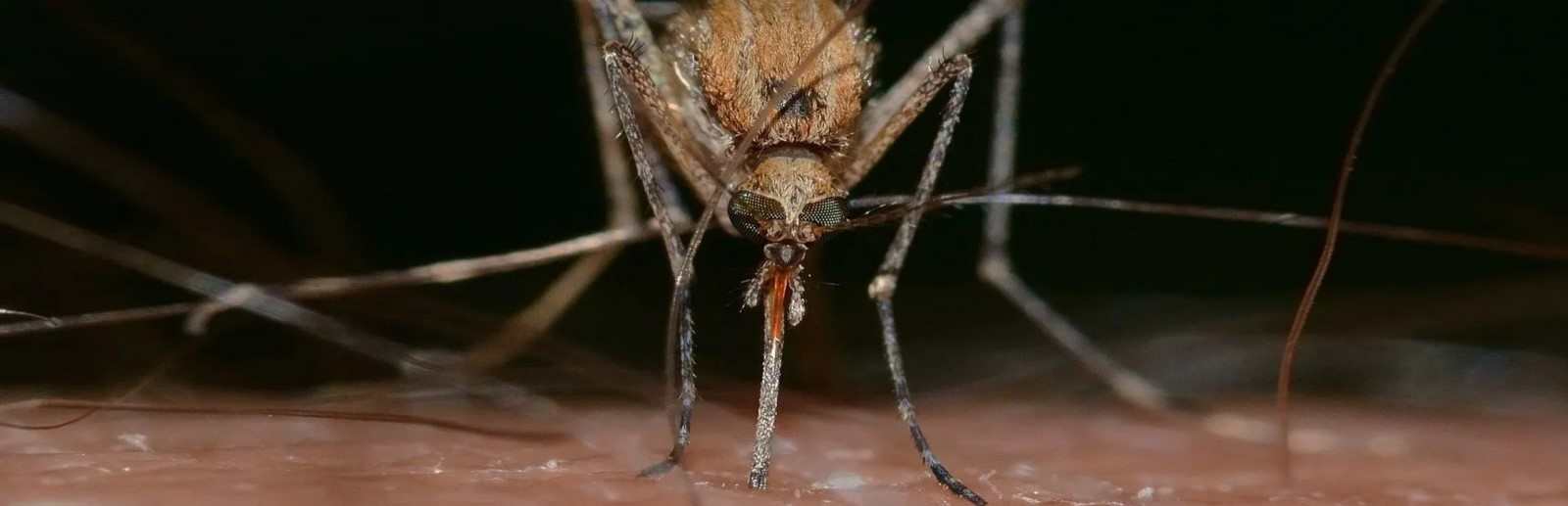 La dengue en Thaïlande.jpg