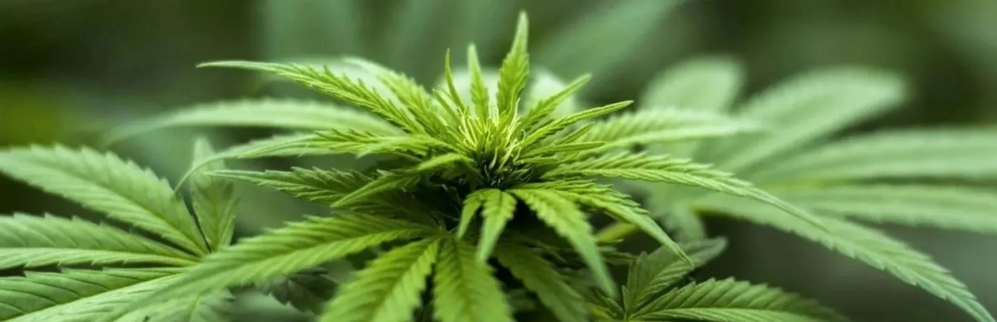 Légalisation du cannabis en Thaïlande.jpg