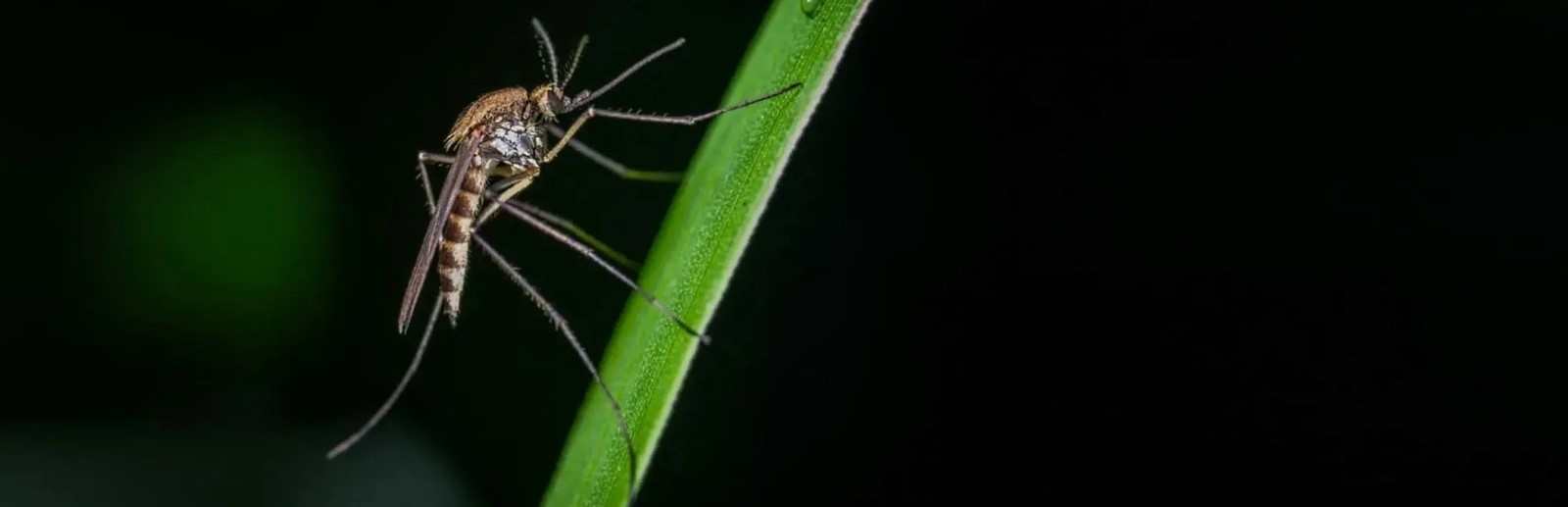 Les moustiques à Phuket et en Thaïlande.jpg