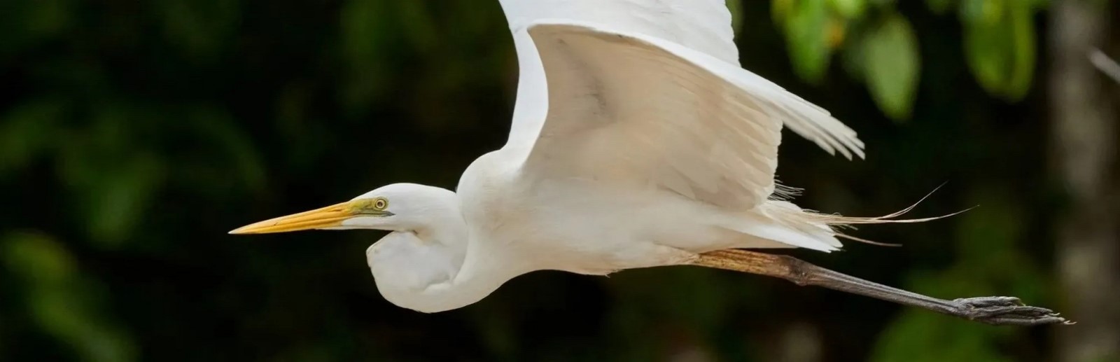 Les oiseaux à Phuket, en Thaïlande.jpg