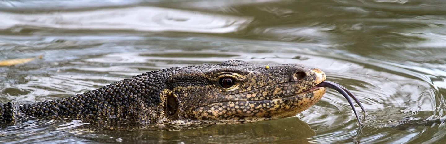 les-principaux-animaux-de-thailande.jpg