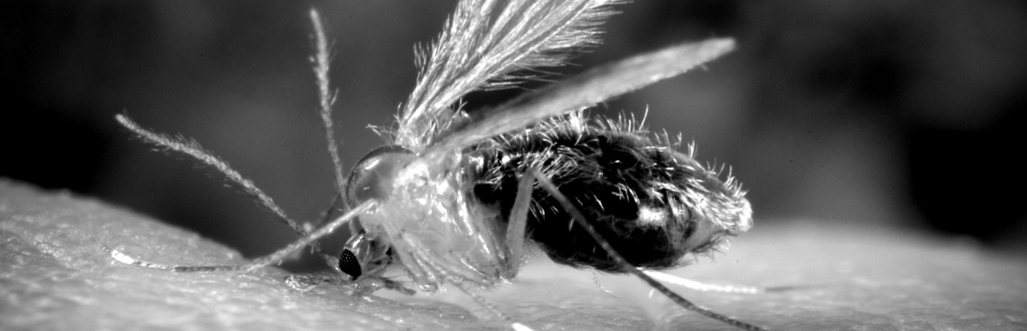 Sandfly, mouche des sables en Thaïlande.jpg