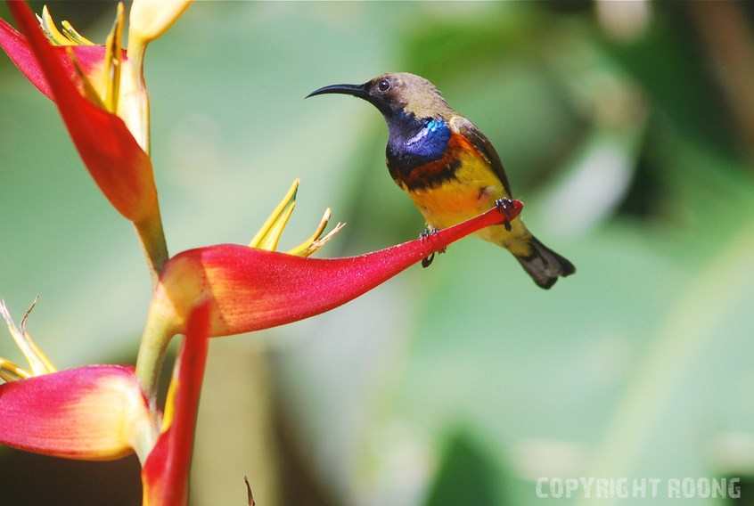 brown-throated sunbird . anthreptes malencensis