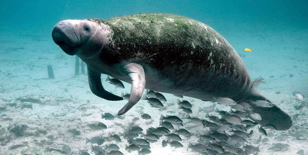 DUGONG EN THAILANDE