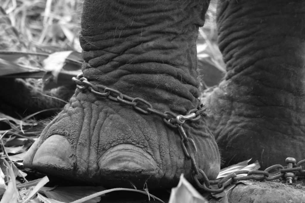 ELEPHANTS MALTRAITES EN THAILANDE