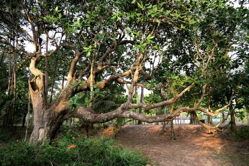 EN FACE LA MOSQUEE DU PARC LAMPI HAT THAI MUEANG