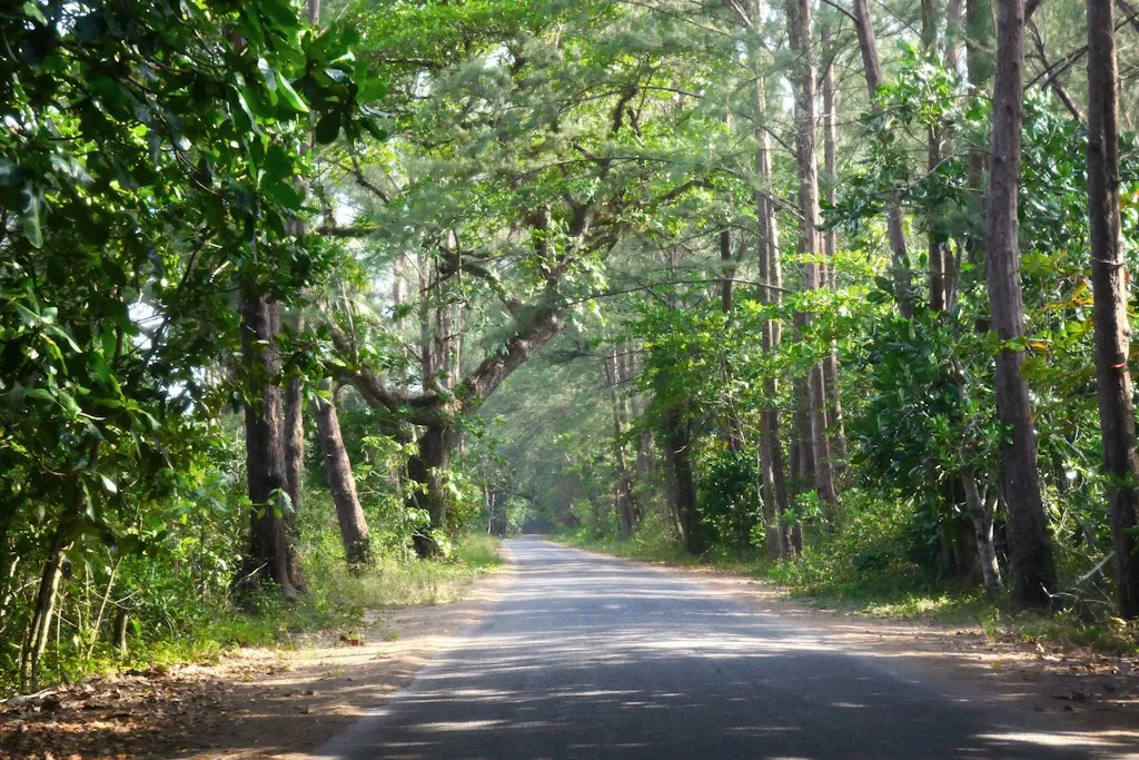 FORET DE LA PLAGE DE THAI MUEANG