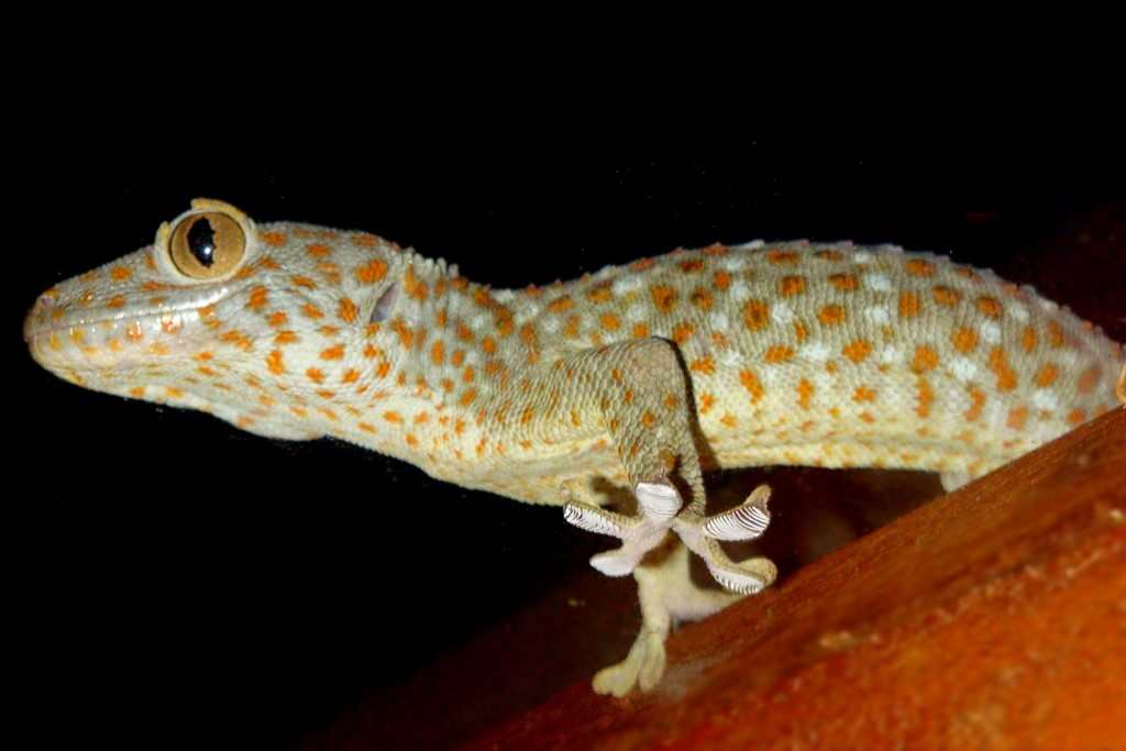 gecko en Thailande