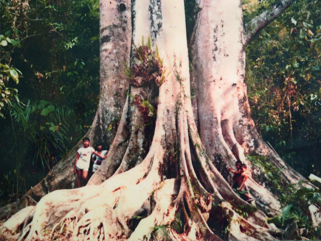 le plus grand arbre de thailande est a koh yao noi