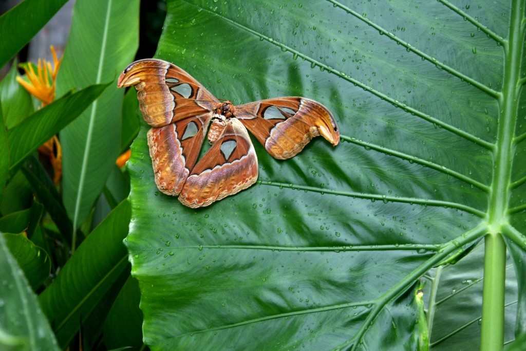 LE PLUS GROS PAPILLON DU MONDE