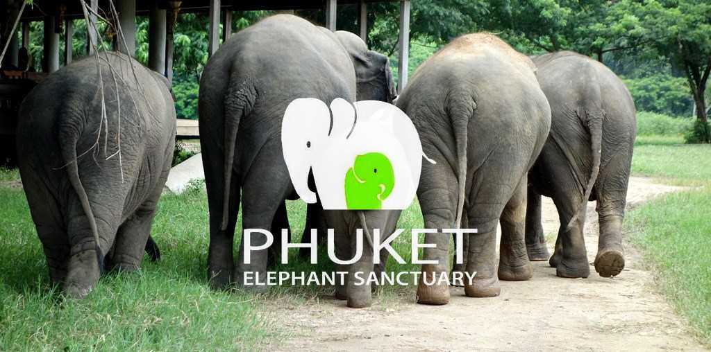 LE SANCTUAIRE DES ELEPHANTS A PHUKET