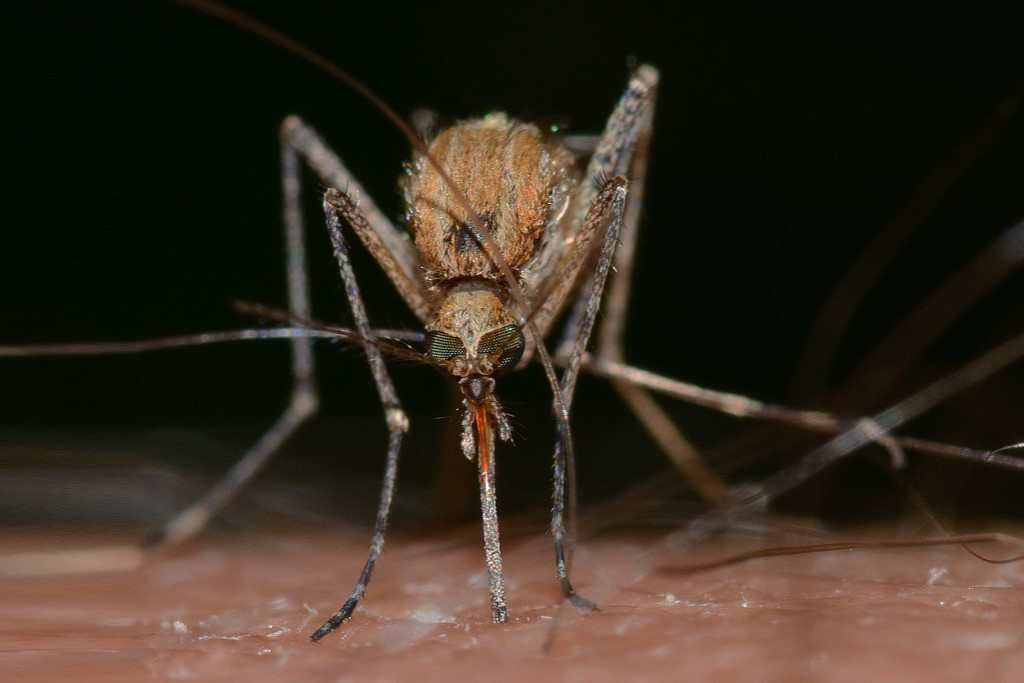 Moustiques en Thailande, vecteur de maladies graves