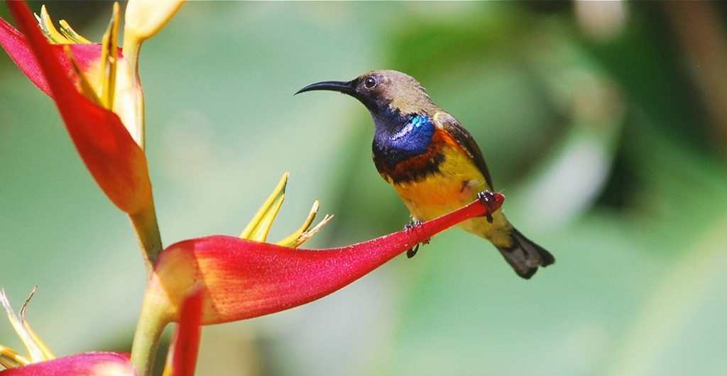 les oiseaux de Phuket