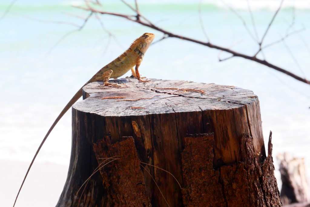 LEZARD EN THAILANDE