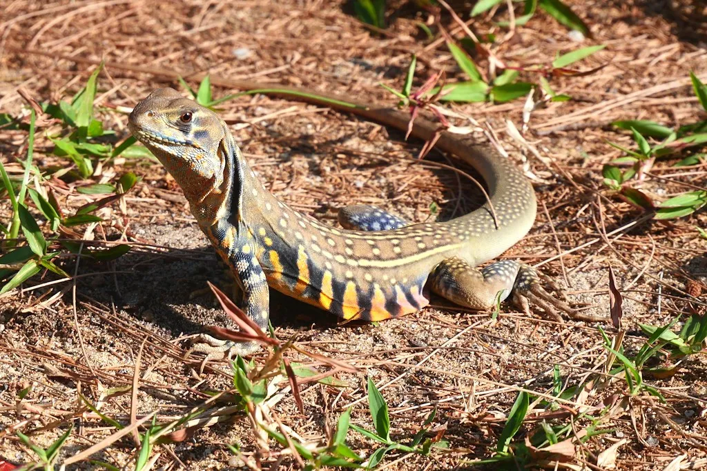 Lézard papillon (Leiolepis belliana)