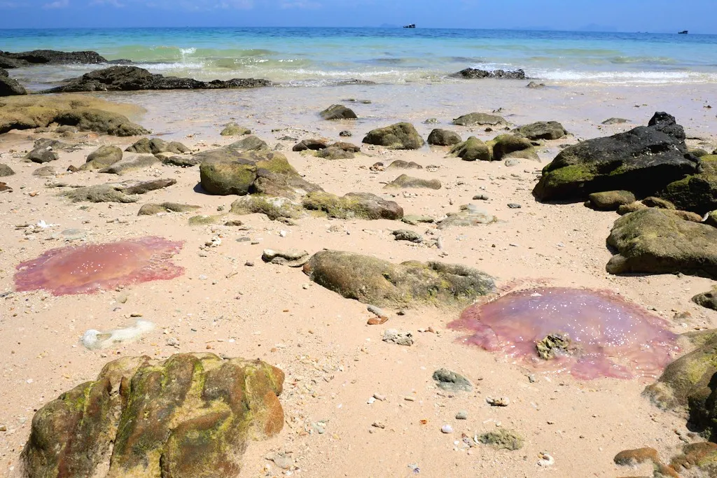 MEDUSES EN THAILANDE