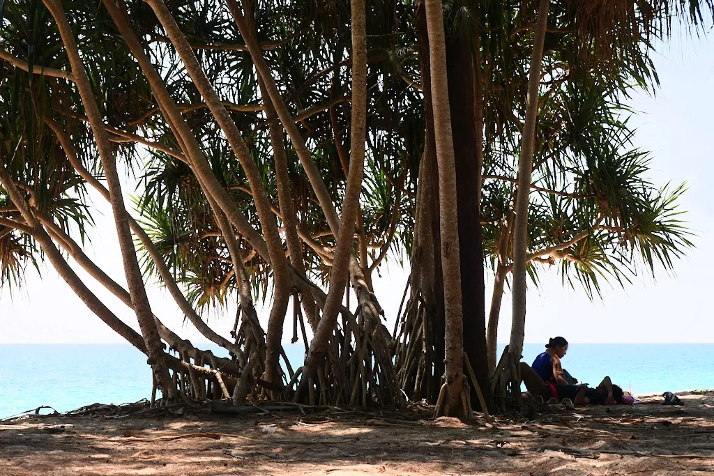 PALETUVIERS A BO DAN PHANG NGA