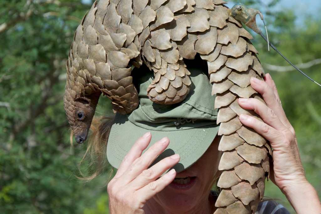 PANGOLIN EN THAILANDE