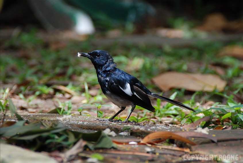 Les Oiseaux à Phuket Thailande Par Roong