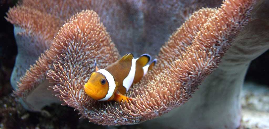 Poissons en Thaïlande