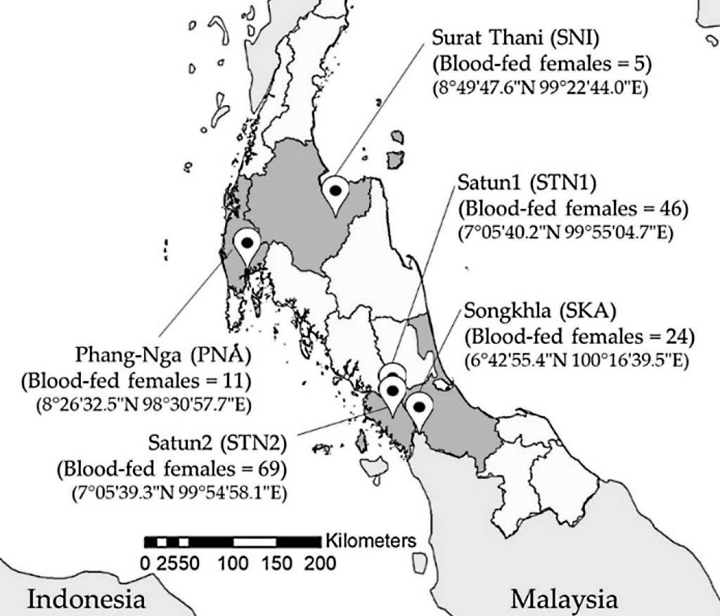 Présence des phlébotomes dans le sud de la Thaïlande