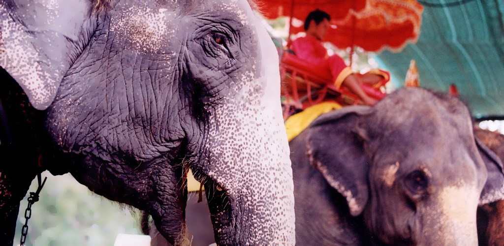 PROMENADE A DOS D'ELEPHANT A PHUKET