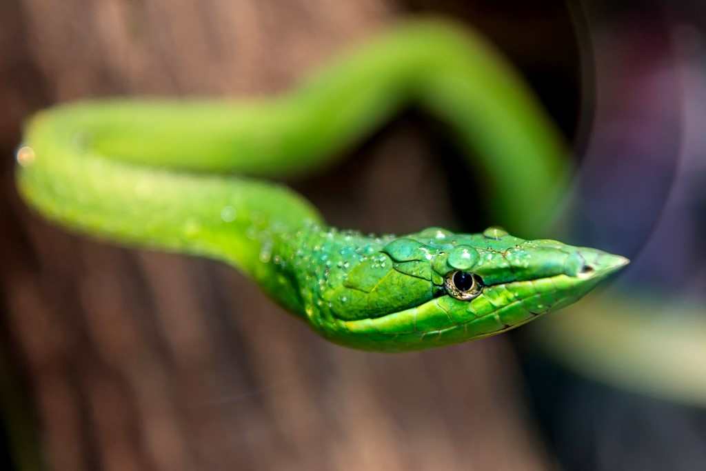 SERPENT EN THAILANDE