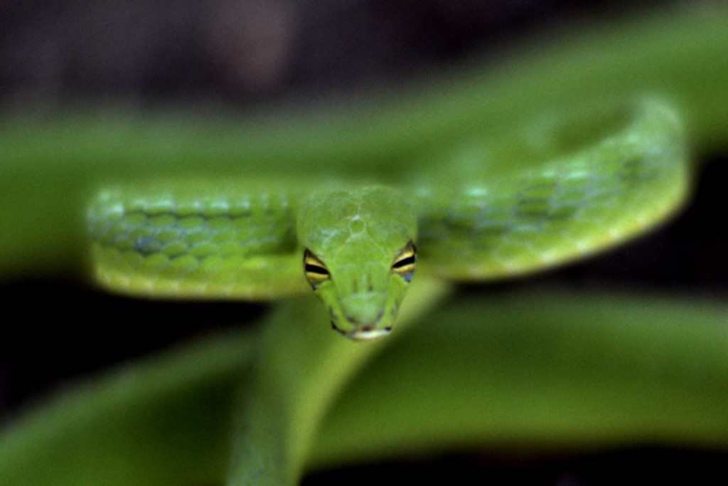 serpents en thailande et en asie