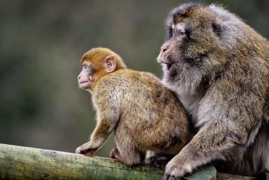 SINGES EN THAILANDE