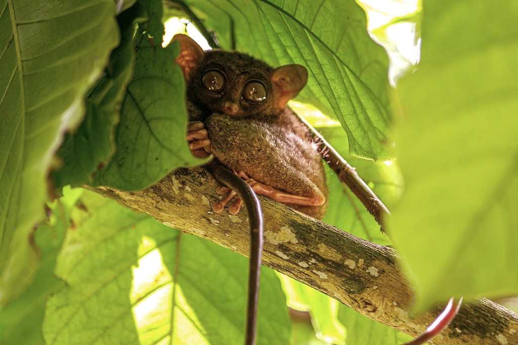 TARSIER EN THAILANDE