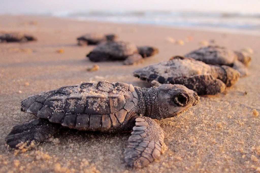 TORTUES EN THAILANDE