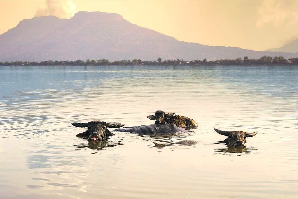 Voyager au Laos, informations