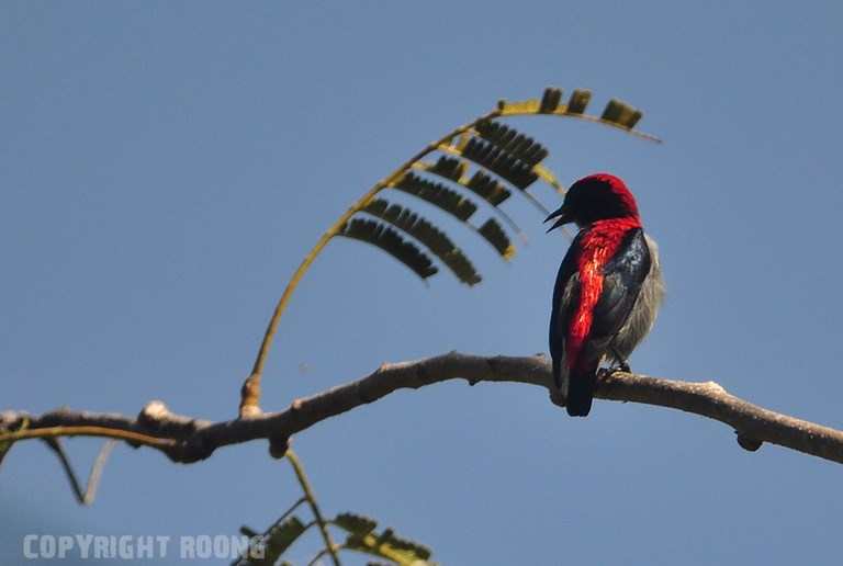 scarlet-backed flower pecker . dicaeum cruentatum