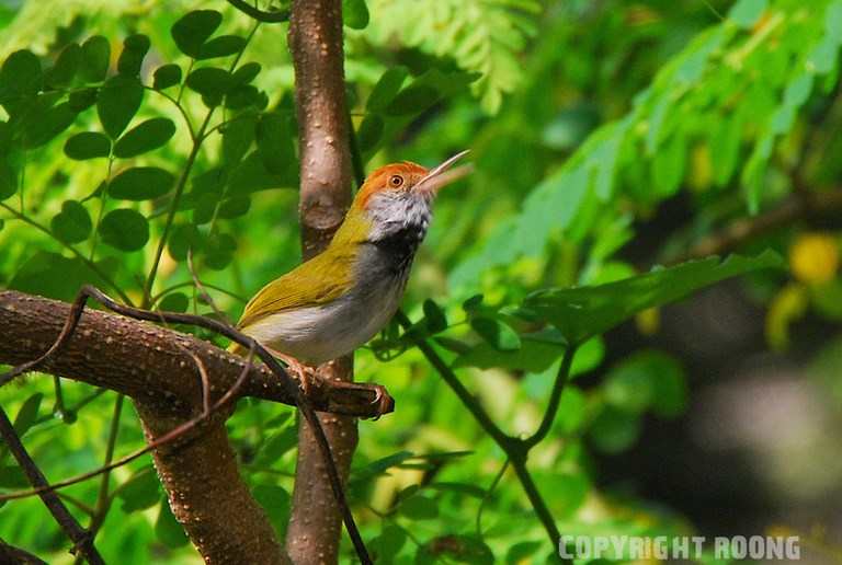 common tailorbird . orthotomus sutorius