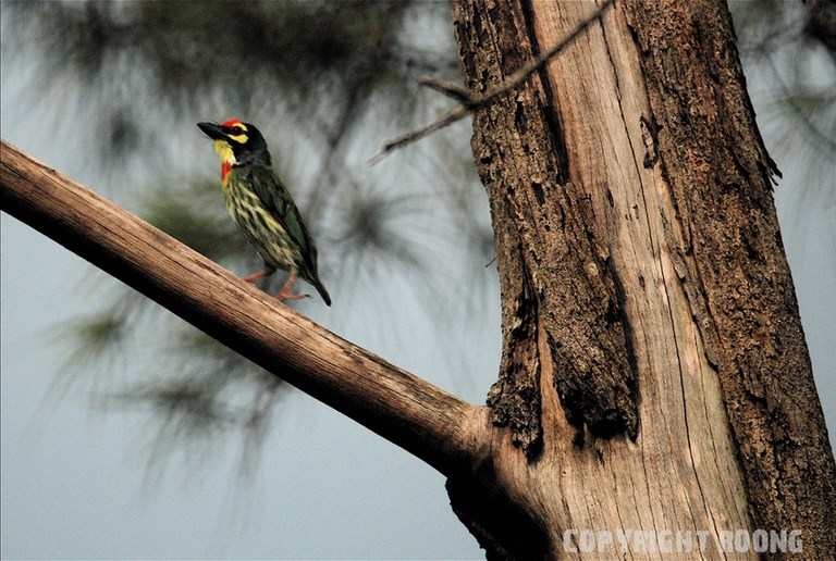 coppersmith barbet . megalaima haemacephala