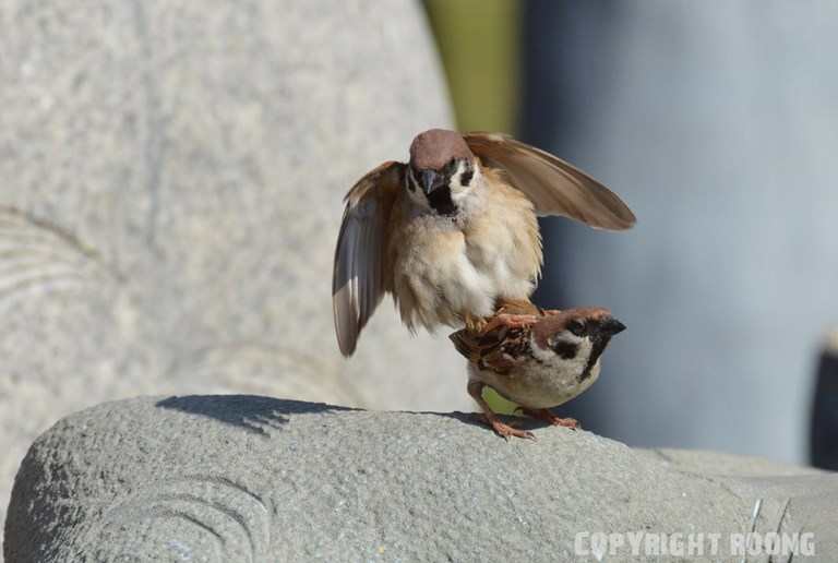 eurasian tree sparrow . passer montanus