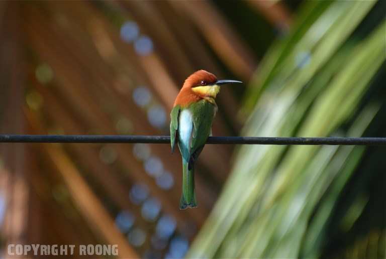 chestnut-headed bee eater . merops leschenaulti