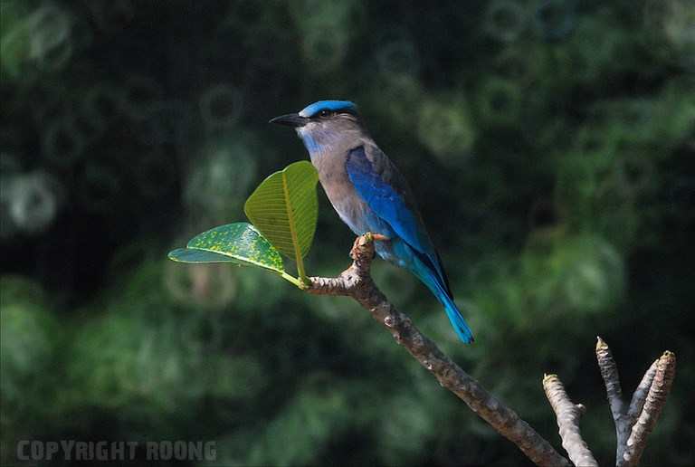 indian roller . coracias benghalensis