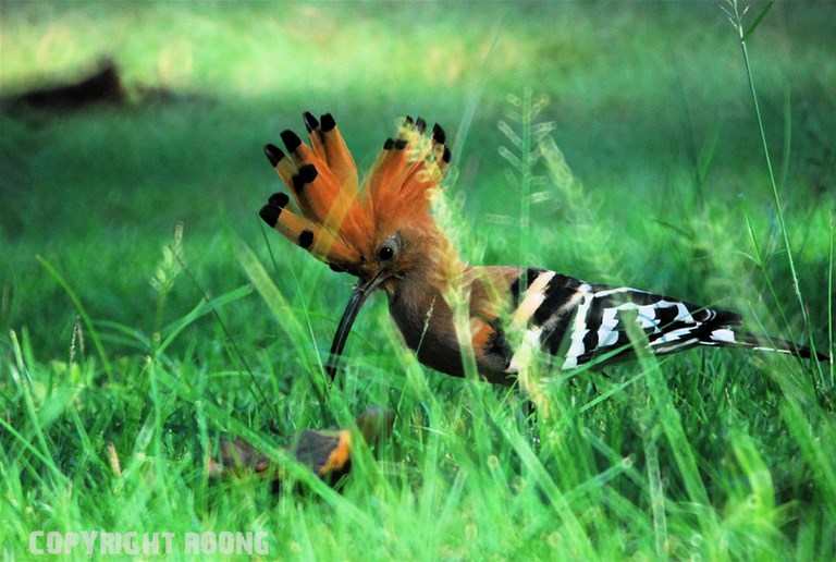 hoopoe . upupa epops