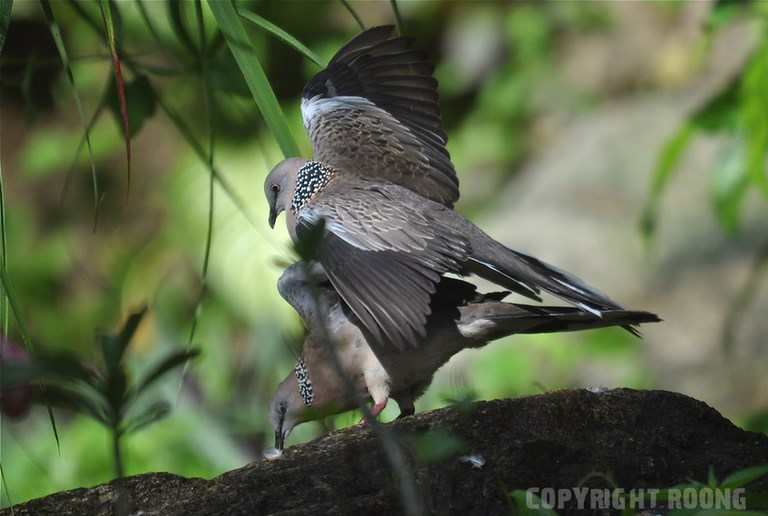 spotted dove . streptopelia chinensis