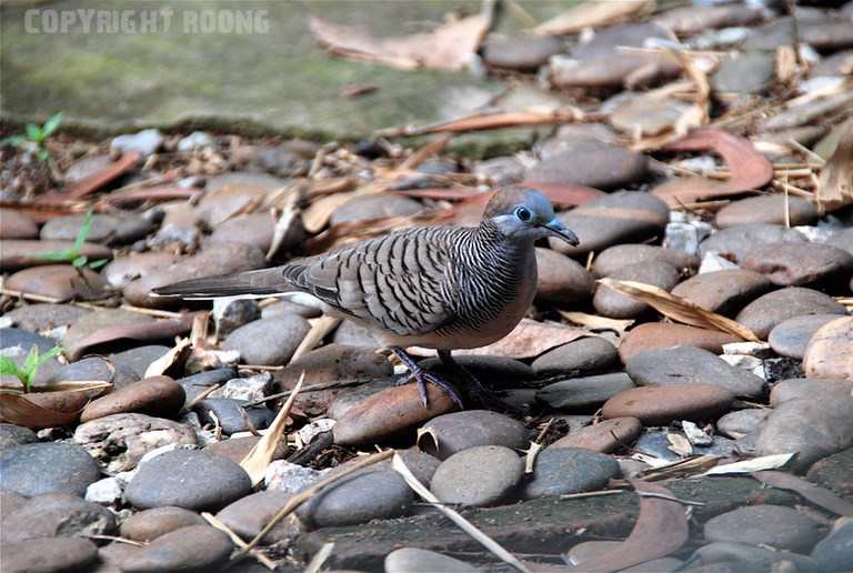 zebra dove . geopelia striata