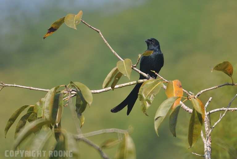 black drongo . dicrurus macrocercus