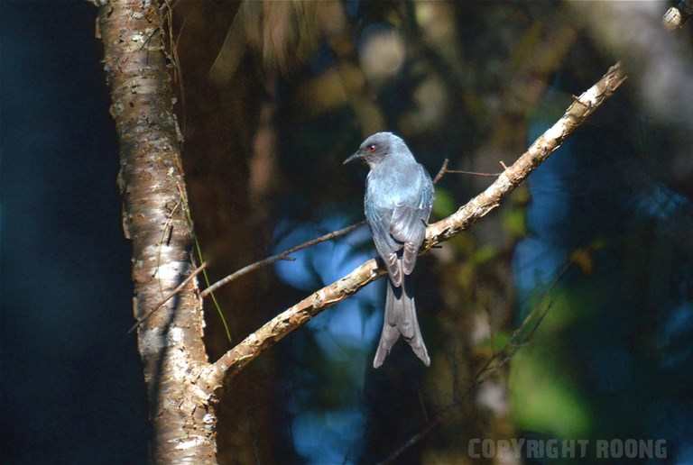 ashy drongo . dicrurus leucophaeus