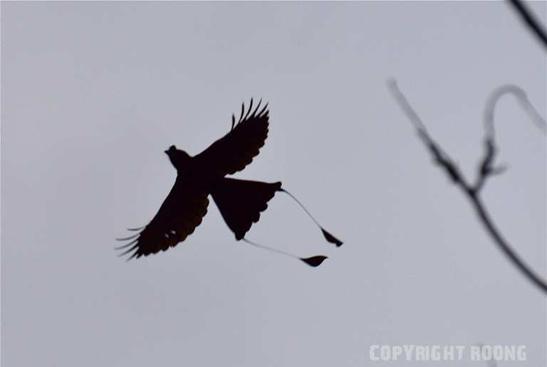 greater racket-tailed drongo . dicrurus paradiseus