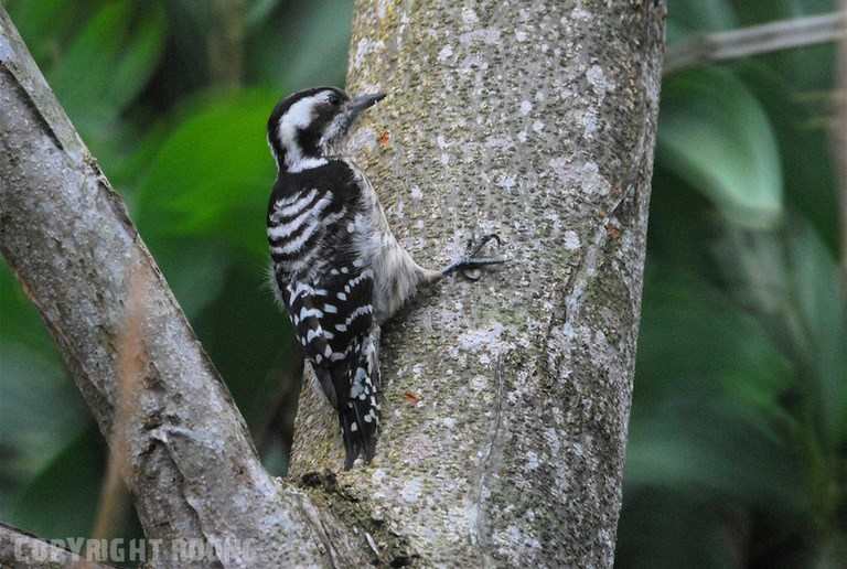 grey-capped woodpecker . picoides canicapillus