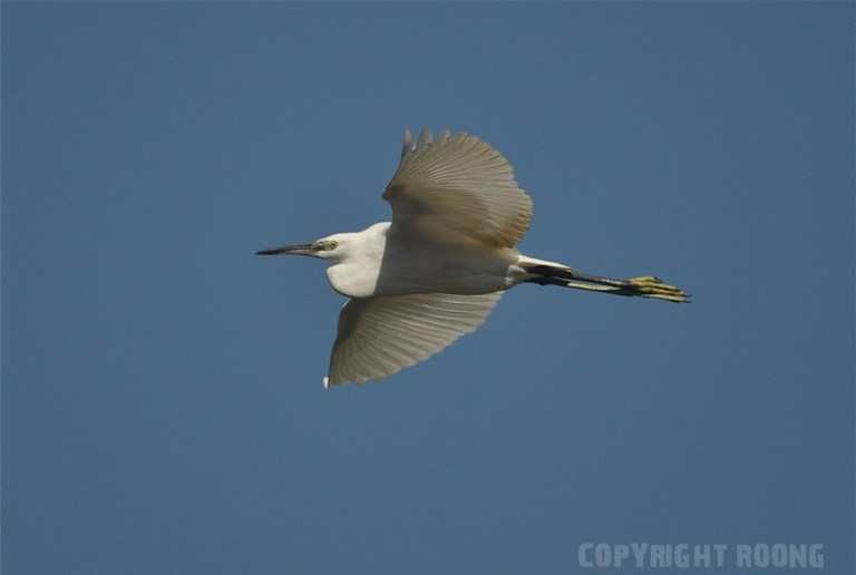 little egret . egretta garzetta