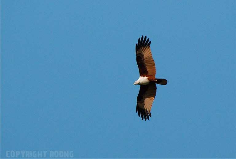 brahminy kite . haliastur indus