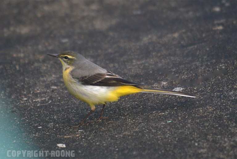 grey wagtail . motacilla cirenea