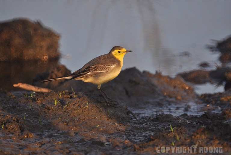 yellow wagtail . motacilla flavia