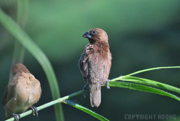 scaly breasted munia . lonchura punctata